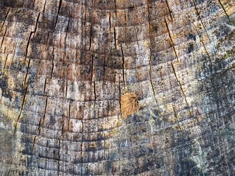 Close up of aged wooden texture pattern Stock Photos