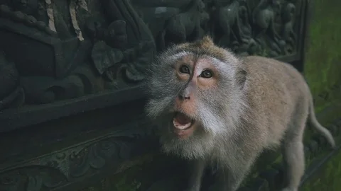 Close-up of an aggressive rhesus monkey attacking the camera in slow motion Vídeos de archivo 83205052