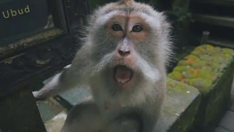 Close-up of an aggressive rhesus monkey attacking the camera in slow motion Video stock 83205139
