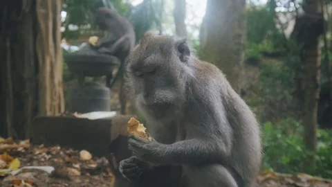 Close-up of an aggressive rhesus monkey attacking the camera in slow motion Video stock 83206043