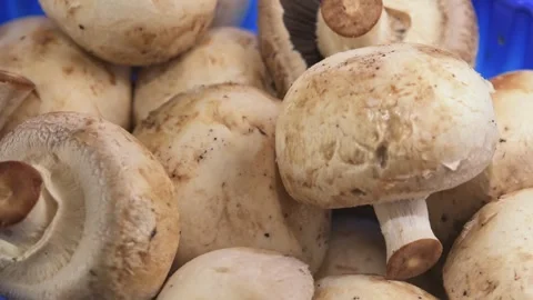Close up of aging champignon mushrooms rotating in blue bowl with worn texture Stock Footage 332172506