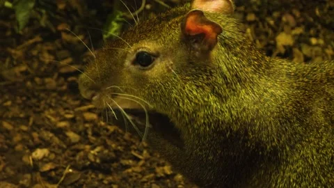 Close up of agouti  Stock Footage 136040458