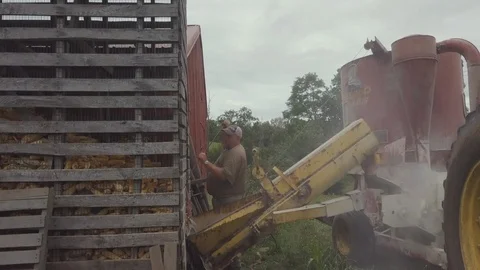 Close up of an agricultural machine and corn Stock Footage 93945087