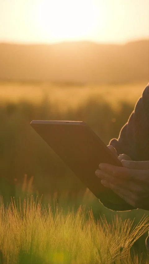 Close up agronomist hands checking barley using tablet at sunset 库存影片 337351412