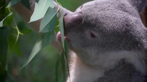 Close up of ahungry Koala bear eating 库存影片 301432862