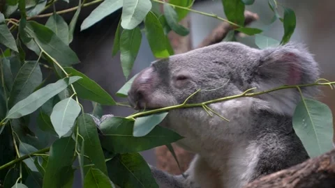 Close up of ahungry Koala bear eating 库存影片 301432934