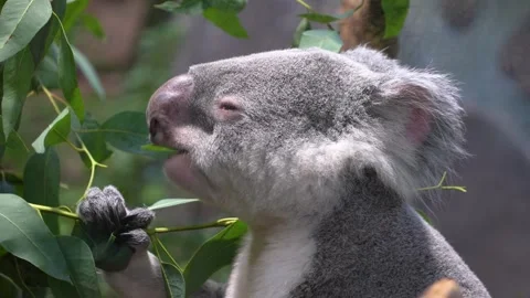 Close up of ahungry Koala bear eating Vídeos de archivo 301433070