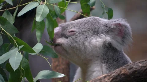 Close up of ahungry Koala bear eating Vidéo 301441647