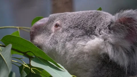 Close up of ahungry Koala bear eating Видео 301469765