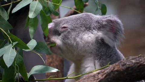 Close up of ahungry Koala bear eating Vidéo 301474011