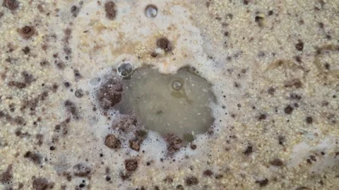 Close Up Of Air Bubbles And Foam Rising In Muddy Agricultural Water And Soil Stock Footage 341838615