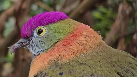 Close up of al Pink-headed fruit-dove  Stock Footage 267579285