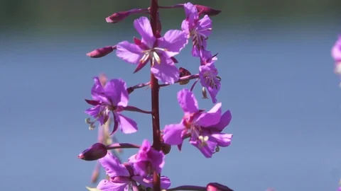 Close up Alaskan fireweed 스톡 동영상 90230777