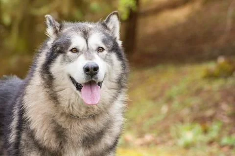 Close-up of Alaskan Malamute Stock Photos