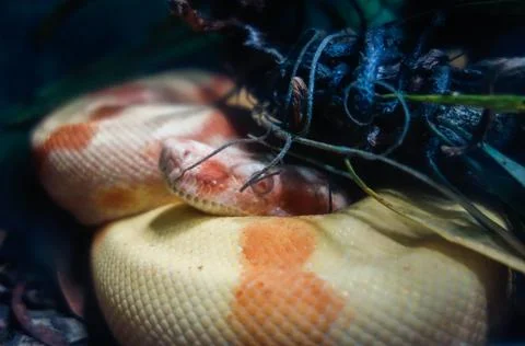 Close up on an albine python snake hiding behind foliage Stock-Fotos