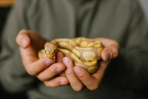 Close-up of an albino ball python coiled in the hands of its owner Stock Photos