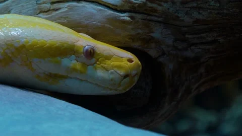 Close up of albino boa constrictor  Stock Footage 144318408
