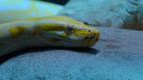 Close up of albino boa constrictor  Stock Footage 144318459