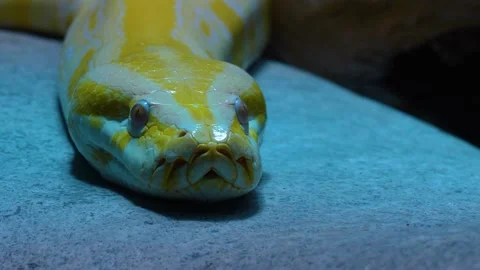 Close up of albino boa constrictor  Stock Footage 144318529
