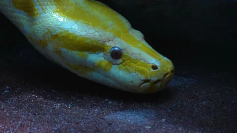 Close up of albino boa constrictor  Stock Footage 144318754
