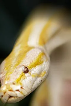 Close up of albino Burmese Python with a beatuful pattern 写真素材
