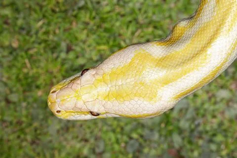 Close up of albino Burmese Python with a beautiful pattern Photos