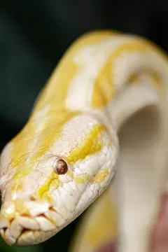 Close up of albino Burmese Python with a beautiful pattern 写真素材