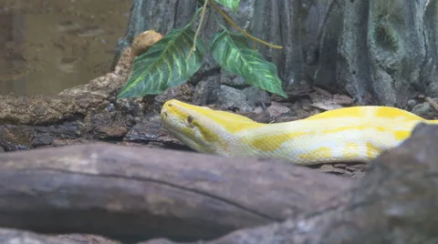Close up of a albino Burmese python with its pink tongue showing Stock Footage 68342199