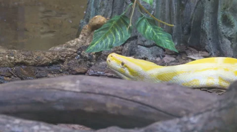 Close up of a albino Burmese python with its pink tongue showing 스톡 동영상 68676150