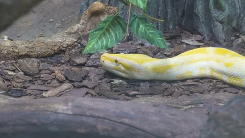 Close up of a albino Burmese python with its pink tongue showing 스톡 동영상 70008917