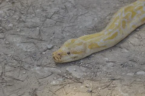 Close up of albino Burmese python resting on dry ground Stock Photos