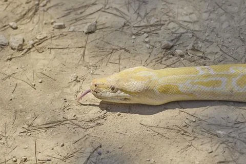Close up of albino Burmese python resting on dry ground Stock Photos
