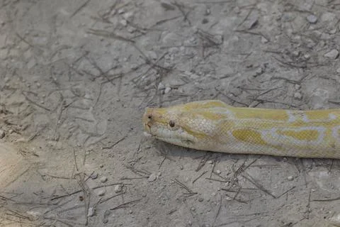 Close up of albino Burmese python resting on dry ground Stock Photos
