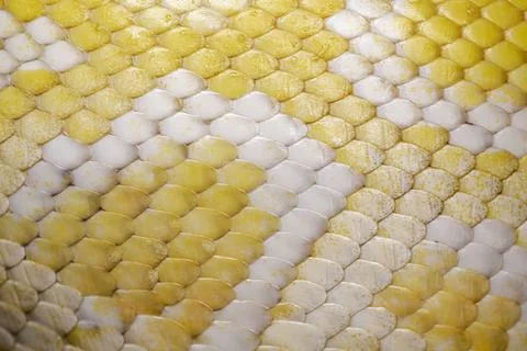 Close up of an albino Burmese Python scales 写真素材