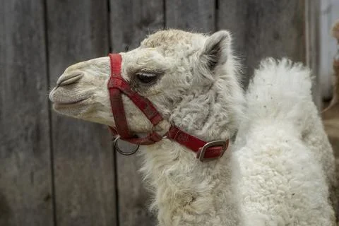 Close up  of an albino camel. Stock Photos