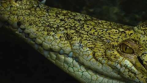 Close up of albino crocodile Stock Footage 143416587