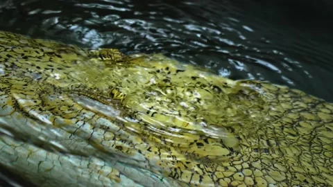 Close up of albino crocodile Stock Footage 143416642