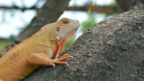 Close up of albino iguana Stock Footage 255894853