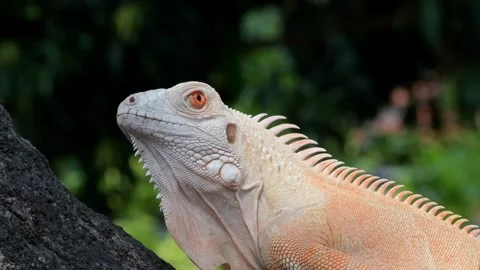 Close up of albino iguana Stock Footage 255894883