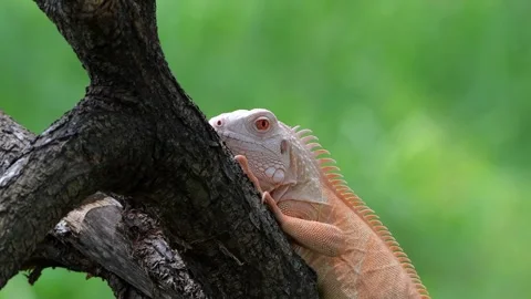 Close up of albino iguana Stock Footage 255894946
