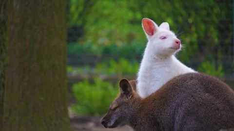 Close up of albino Kangaroo Stock Footage 274577489