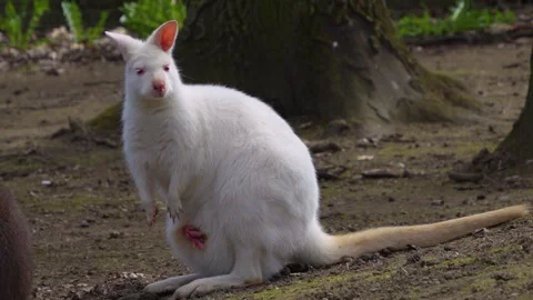 Close up of albino Kangaroo Stock Footage 274580870