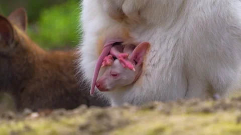 Close up of albino Kangaroo Stock Footage 274580996