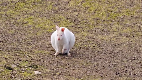 Close up of albino Kangaroo Stock Footage 300056903