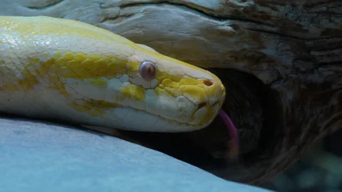 Close up of albino python Stock Footage 132847135