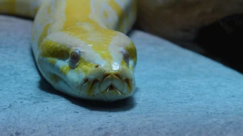 Close up of albino python Stock Footage 132848904