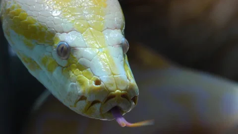 Close up of albino python Stock Footage 132849164