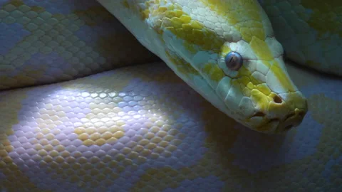 Close up of albino python 스톡 동영상 132849627