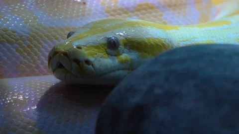 Close up of albino python Stock Footage 132849778