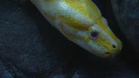 Close up of albino python Stock Footage 132850350